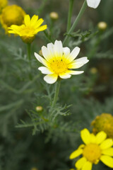 White Yellow Crown Daisy, Close-up of a white and yellow crown daisy flower, blooming in nature,...