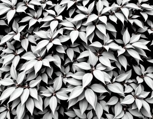 Fototapeta premium the image presents a dense covering of leaves, each leaf is a dark shade of green, with subtle variations in tone adding depth, the leaves have a distinct