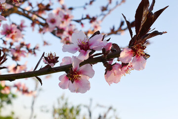 Beautiful Pink Peach Blossoms in a Garden, Pink Peach Flowers Blooming on Peach Tree, Beautiful...