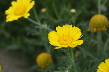 Bright Yellow Crown Daisy, Close-up of a Bright yellow crown daisy flower, blooming in nature, Close-up shot of beautiful yellow Crown Daisy flower (Chrysanthemum coronarium), Crown Daisy,