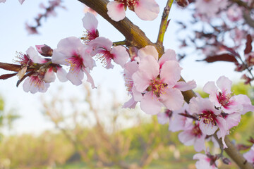 Beautiful Pink Peach Blossoms in a Garden, Pink Peach Flowers Blooming on Peach Tree, Beautiful...