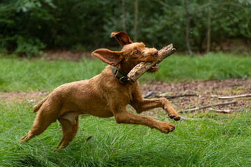 a wirehaired vizsla running in forest