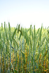 Green wheat field close up image, Green Wheat whistle, Wheat bran fields, agriculture, wheat field...