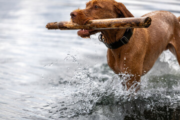 a wirehaired vizsla swimming