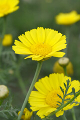 Bright Yellow Crown Daisy, Close-up of a Bright yellow crown daisy flower, blooming in nature,...