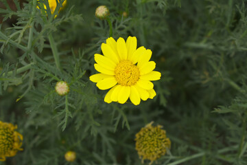 Bright Yellow Crown Daisy, Close-up of a Bright yellow crown daisy flower, blooming in nature, Close-up shot of beautiful yellow Crown Daisy flower (Chrysanthemum coronarium), Crown Daisy,