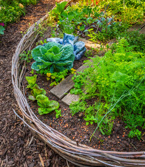 Natural raised bed with vegetables and herbs surrounded by woven willow © Brebca