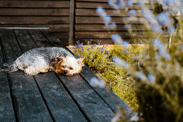 A Yorkshire Terrier relaxes on a wooden deck, enjoying the sunlight and peaceful outdoor setting. A cute Yorkie doggy rests on terrace, enjoying the warm light. Garden plants and patio on background.
