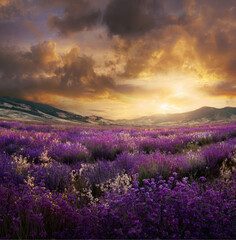 Obraz premium photo of a vast expanse of blooming lavender fields with rolling hills and a vibrant sunset