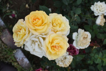 Beautiful yellow rose flower closeup in garden, A very beautiful rose flower bloomed on the rose tree, Rose flower, bloom flowers, Natural spring flower, Nature floral background,