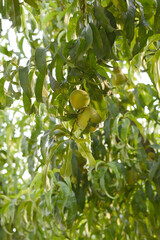 Fresh young unripe Peach fruits on a tree branch with leaves closeup, A bunch of unripe Peaches on a branch, beautiful delicious fruit peaches on the tree, peach fruits grow on a peach tree branch