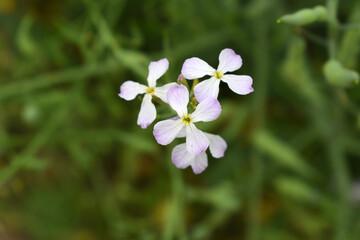 Beautiful white Radish Flower. Radish flower bloom. Closeup radish flower with green leaves in the spring, also known by its common name Virginia stock. Radish flower blooming in nature