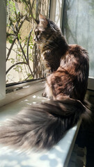 A brown tabby cat sits on a windowsill, gazing outside. Sunlight filters through the window,...