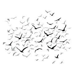 A flock of flying silhouette birds. Black on white background. Vector