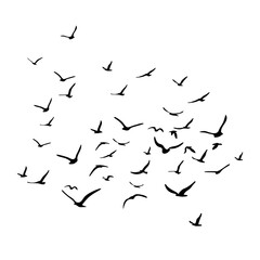A flock of flying silhouette birds. Black on white background. Vector