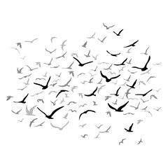 A flock of flying silhouette birds. Black on white background. Vector