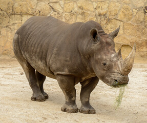 Rhino in the zoo