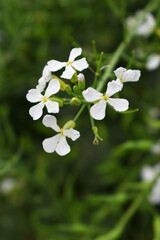 Beautiful white Radish Flower. Radish flower bloom. Closeup radish flower with green leaves in the spring, also known by its common name Virginia stock. Radish flower blooming in nature