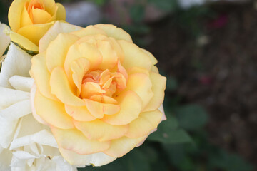 Beautiful yellow rose flower closeup in garden, A very beautiful rose flower bloomed on the rose tree, Rose flower, bloom flowers, Natural spring flower, Nature floral background,