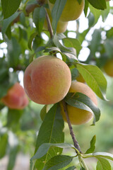Fresh young unripe Peach fruits on a tree branch with leaves closeup, A bunch of unripe Peaches on...