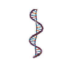 3D Render of DNA Double Helix, Genetic Code, Molecular Structure