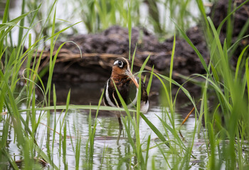 Greater painted-snipe It is a water bird in the order of shorebirds that has different characteristics from most birds.