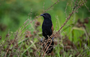 Lesser Coucal It is a bird that lives in the meadows. wetland and mainly fertile agricultural areas.