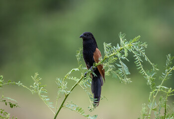Lesser Coucal It is a bird that lives in the meadows. wetland and mainly fertile agricultural areas.