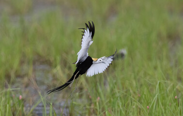 Pheasant-tailed jacana Its distinctive features are its off-season and breeding plumage, which differs in color and tail length, with females being larger than males.