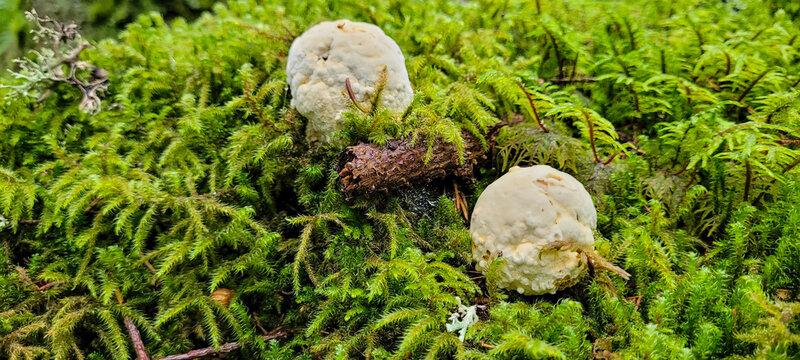 Two mushrooms Oligoporus on green moss.