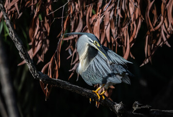 Striated Heron Migratory bird found in streams, rivers, water sources in urban areas and water sources in forests.