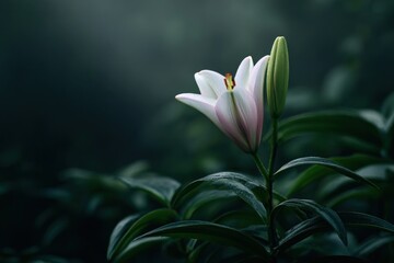A close up of a white lily with a green bud against a dark green leafy background in soft lighting