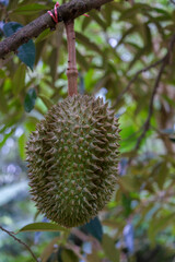 Durian on the tree