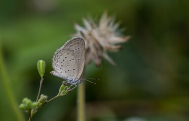 Pointed Ciliate Blue Perched on a grass flower and photographed in macro.