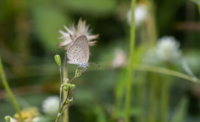 Pointed Ciliate Blue Perched on a grass flower and photographed in macro.