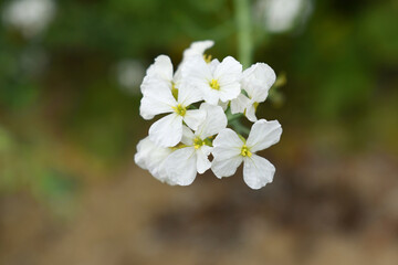 Beautiful white Radish Flower. Radish flower bloom. Closeup radish flower with green leaves in the spring, also known by its common name Virginia stock. Radish flower blooming in nature