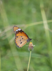 Plain Tiger Perched on a grass flower and photographed in macro.