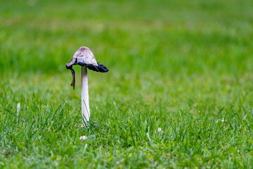 Close-up of a solitary mushroom growing in green grass, surrounded by smaller mushrooms in various...