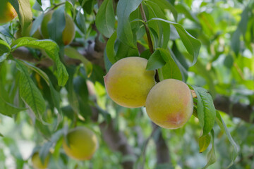 Fresh young unripe Peach fruits on a tree branch with leaves closeup, A bunch of unripe Peaches on...