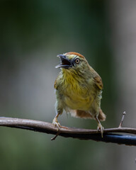 Pin-striped Tit Babbler Body length 13 cm. Forehead and crown reddish brown. The fur on the back is yellow-green. long yellow eyebrows The neck and chest are yellow with small black stripes. The belly