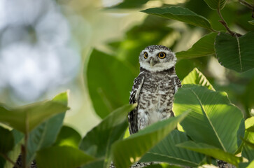 Spotted owlet (Athene brama) It is a type of bird of prey such as an owl. that can be found in Thailand.