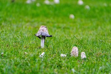 Close-up of a solitary mushroom growing in green grass, surrounded by smaller mushrooms in various...