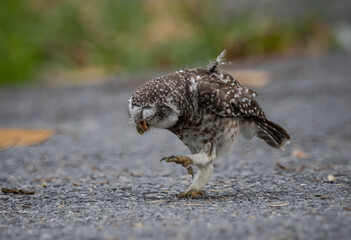 Spotted owlet (Athene brama) It is a type of bird of prey such as an owl. that can be found in Thailand.