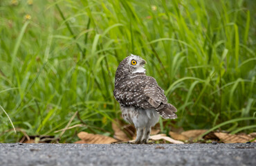 Spotted owlet (Athene brama) It is a type of bird of prey such as an owl. that can be found in Thailand.