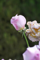 Beautiful lady pink rose flower closeup in garden, A very beautiful lady pink rose flower bloomed on the rose tree, Rose flower closeup, bloom flowers, Natural spring flower, Natural floral background