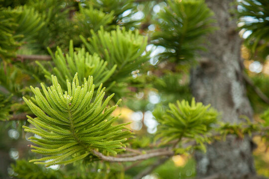 Norfolk Pine tree leaves