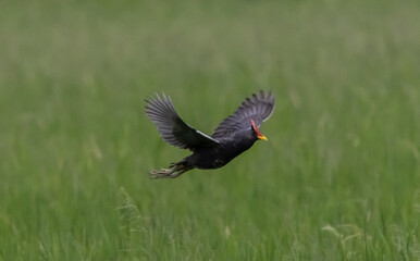  Watercock Flying in the rice fields of Thailand.