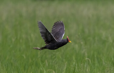  Watercock Flying in the rice fields of Thailand.
