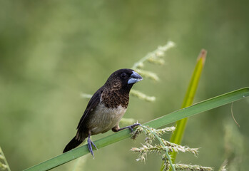 White-rumped Munia eating grass in the field.