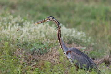 Purple heron It is a water bird in the family. (En:Ardeidae) has a breeding ground in Africa. Central and Southern Europe, South and East Asia.
